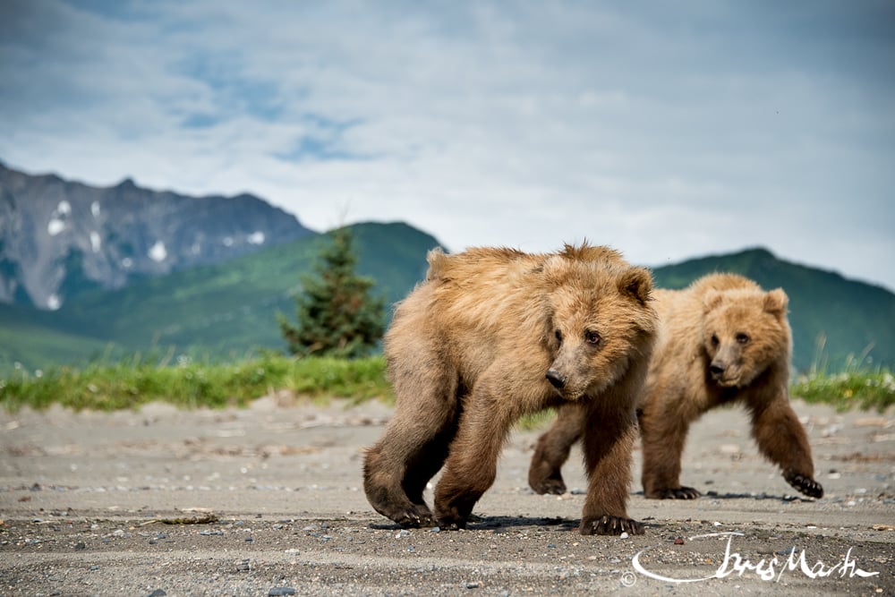 Two brown bears walking in front of green mountains