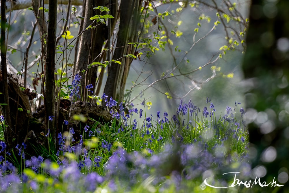 Bluebells flowering in a sunlit woodland